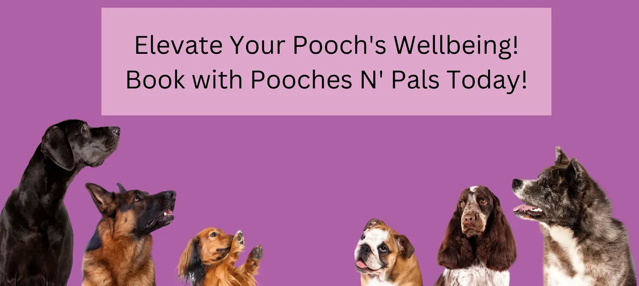 pooches n pals inc