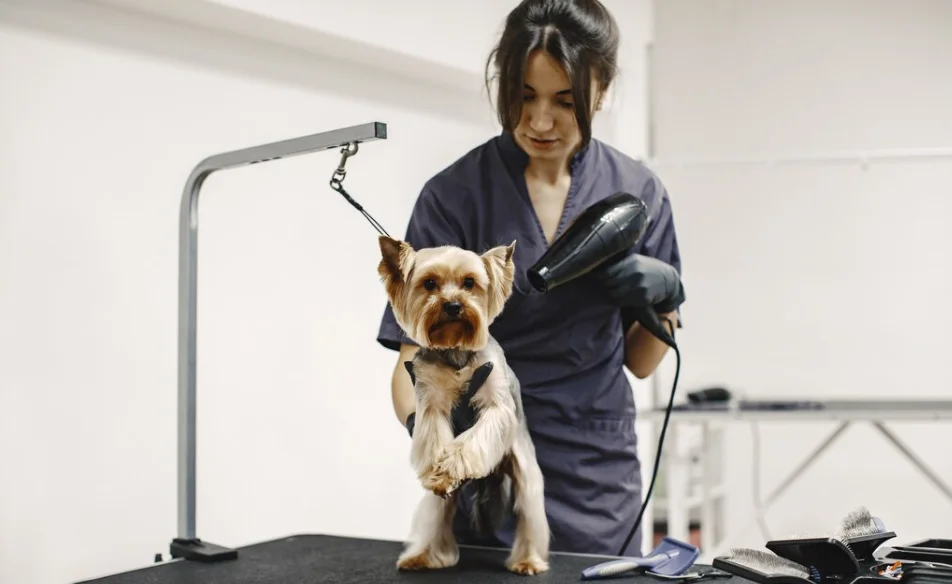 dog grooming