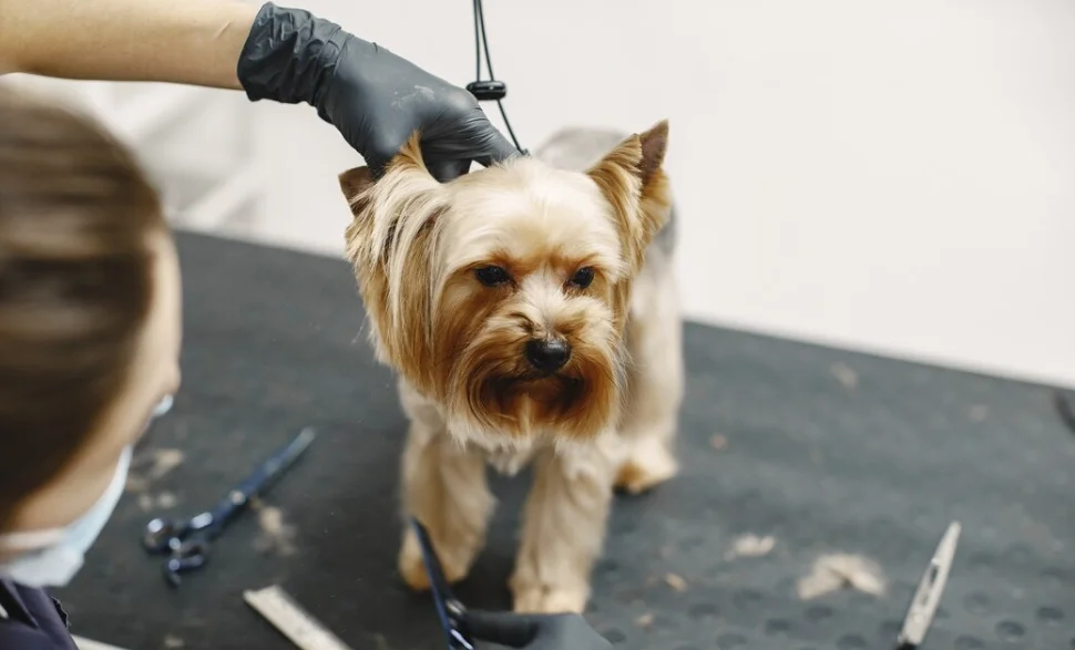 dog grooming