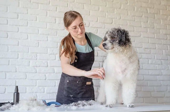 dog grooming