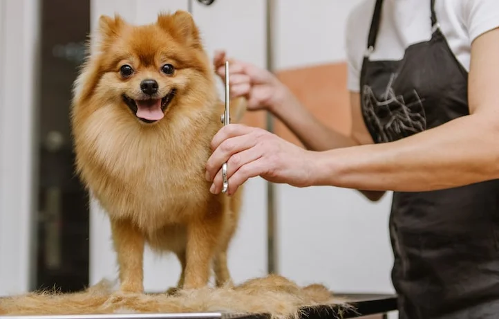dog grooming