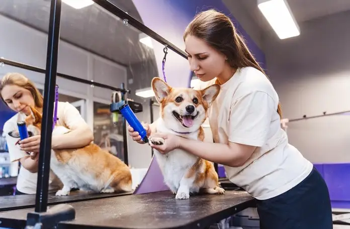 dog grooming