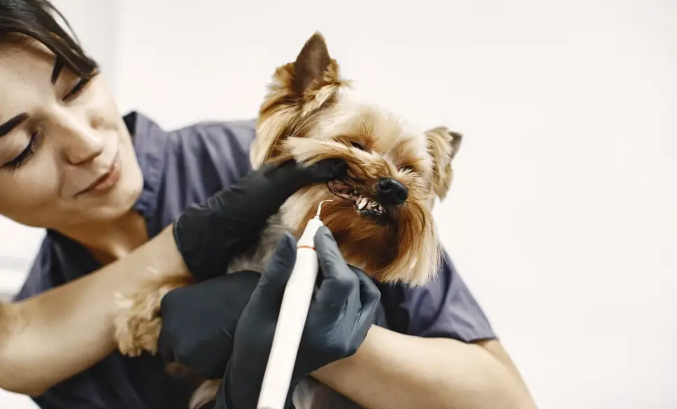 dog grooming