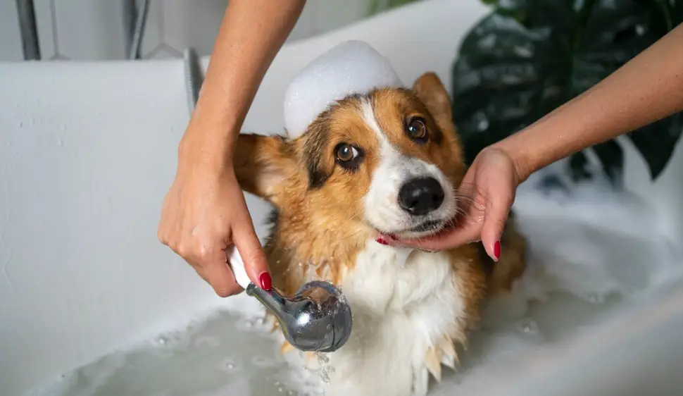dog grooming