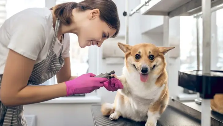 dog grooming