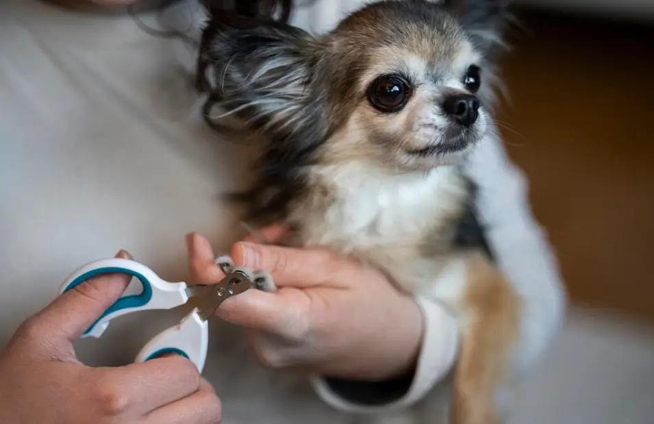 dog grooming