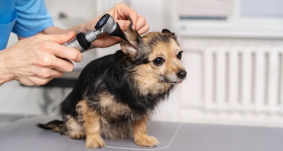 dog grooming